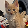 Dune Magana joined the competition — help win amazing prizes! kitten, cat, orange_cat, pet, animal, feline, indoor, carpet, pet_bed, blanket, cute, young, fur, whiskers, ears, eyes, sitting, domestic_cat, playful, curious