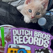 Dune Magana is registered to the contest to win money with this photo: kitten, cat, blue_eyes, blanket, water_bottle, sticker, text_overlay, cute, indoor, close_up, animal, pet, fur, small, curious, soft, cozy, domestic, young, resting