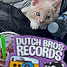 kitten, cat, blue_eyes, blanket, water_bottle, sticker, text_overlay, cute, indoor, close_up, animal, pet, fur, small, curious, soft, cozy, domestic, young, resting