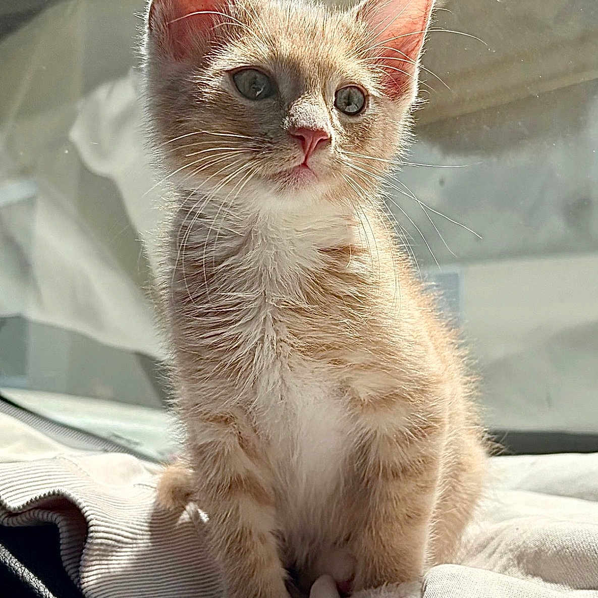 Dune Magana is registered to the contest to win money with this photo: kitten, cat, orange_tabby, feline, pet, animal, sunlight, window, indoor, curious, fur, whiskers, ears, paws, soft_texture, cozy, fabric, portrait, young, cute
