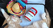Dune Magana joined the competition — help win amazing prizes! kitten, sleeping, cat, plush_toy, sombrero, soft_lining, pet_carrier, ginger_cat, indoor, cute, nap, toy, colorful, resting, feline, small_hat, domestic_cat, cozy, relaxed, animal
