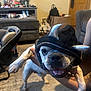 dog, hoodie, costume, pet, indoor, living_room, person, hand, carpet, furniture, sofa, door, decoration, happy, playful, canine, animal, smiling, ears, black_clothing