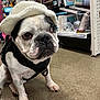 dog, french_bulldog, hat, black_harness, store, floor, pet, animal, closeup, cute, sitting, indoor, expression, leash, shopping, shelf, merchandise, paw, canine, pet_accessory