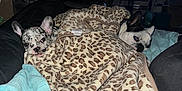 Panda joined the competition — help win amazing prizes! animal, bed, blanket, canine, computerhardware, couch, dog, electricaldevice, electronics, furniture, hardware, indoors, microphone, monitor, person, pet, puppy, quilt, screen, tv