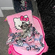 Prada is registered to the contest to win money with this photo: dog, blanket, pink, hello_kitty, pillow, bed, carpet, indoor, cozy, pet, cute, animal, fur, ears, resting, comfort, pattern, toy, room, snuggled