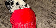 Prada joined the competition — help win amazing prizes! animal, back, bodypart, bulldog, canine, clothing, couch, cushion, dalmatian, dog, dress, frenchbulldog, furniture, hat, homedecor, hood, hound, person, pet, puppy