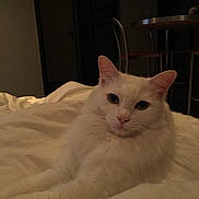 Blanchette a rejoint le concours — aidez-le/la à gagner de superbes lots ! animal, bed, blanket, cat, cozy, cute, domestic, ears, face, feline, fur, indoor, looking, mammal, pet, relaxed, resting, soft_lighting, whiskers, white_cat