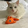 Blanchette participe au concours pour gagner de l'argent avec cette photo : animal, bed, blanket, cat, closeup, cute, domestic_animal, feline, fish_toy, focus, green_eyes, indoor, laying_down, orange_toy, pet, plush_toy, resting, soft_lighting, texture, white_cat