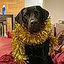 black_dog, blanket, canine, cozy, decor, dog, domestic_animal, furniture, golden_tinsel, holiday, indoor, living_room, looking_at_camera, modern, pet, portrait, red_blanket, sitting, sofa, tinsel