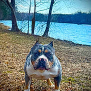 Rick James joined the competition — help win amazing prizes! animal, bulldog, canine, dog, face, frenchbulldog, grass, head, lake, nature, outdoors, pet, pitbull, plant, puppy, scenery, soil, tree, vegetation, water