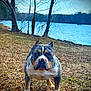 animal, bulldog, canine, dog, face, frenchbulldog, grass, head, lake, nature, outdoors, pet, pitbull, plant, puppy, scenery, soil, tree, vegetation, water