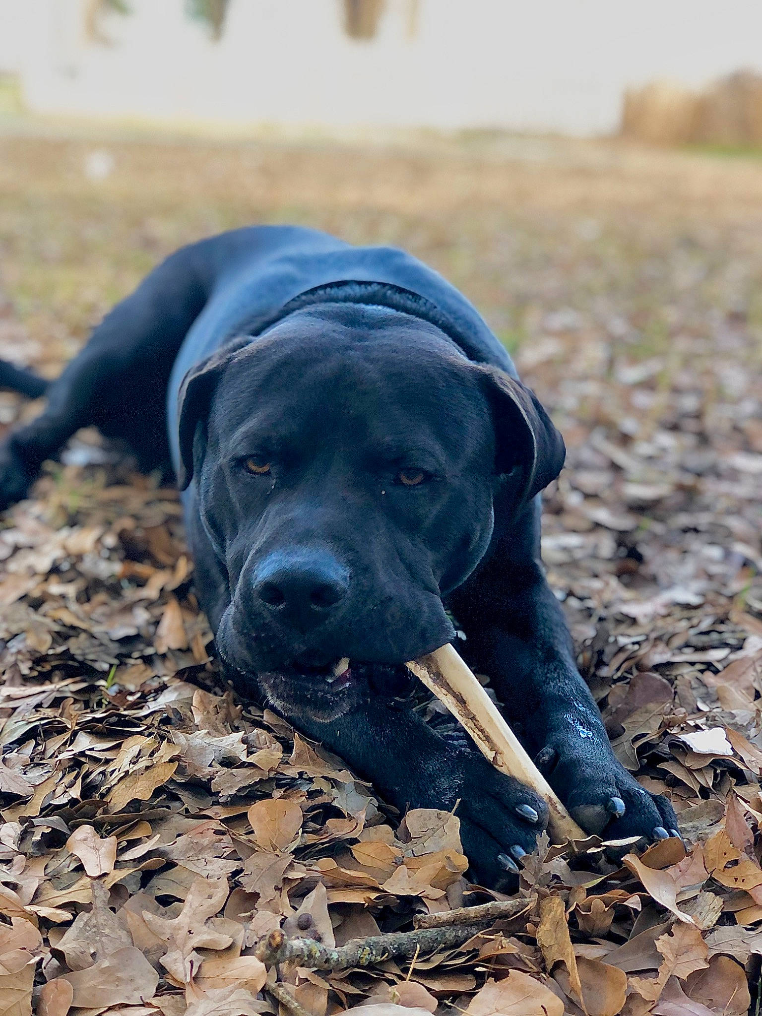 Koda is registered to the contest to win money with this photo: borador, canidae, carnivore, companion_dog, dog, dog_breed, fawn, grass, gun_dog, landscape, mammal, natural_material, plant, snout, soil, sporting_group, tail, terrestrial_animal, wildlife, working_animal