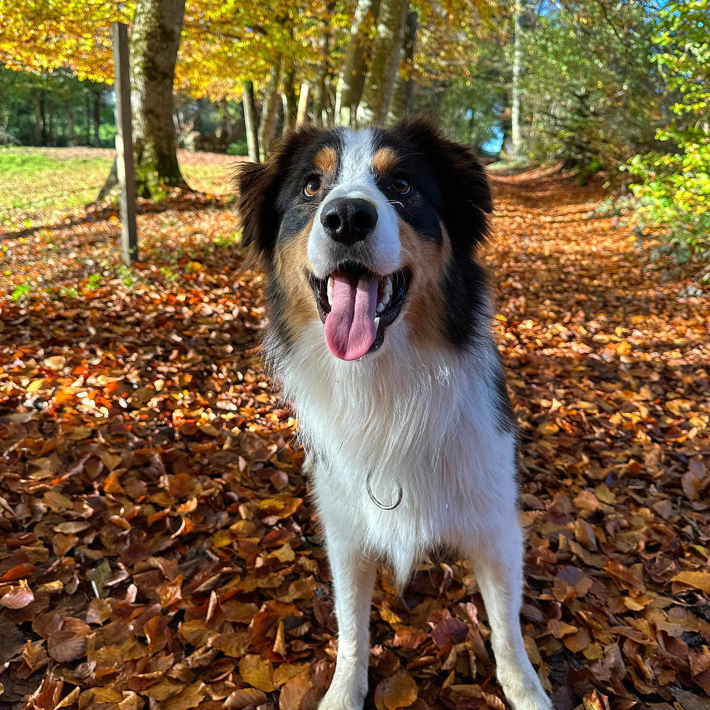 Rio participe au concours pour gagner de l'argent avec cette photo : animal, autumn, canine, collie, dog, face, grass, grove, head, land, leaf, nature, outdoors, person, pet, plant, puppy, tree, vegetation, woodland