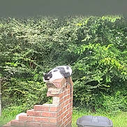 Dottie Pirillo joined the competition — help win amazing prizes! cat, black_and_white, brick_pillar, outdoor, nature, greenery, fence, sleeping, animal, resting, grass, plants, garden, daylight, quiet, peaceful, wildlife, pet, summer, relaxation