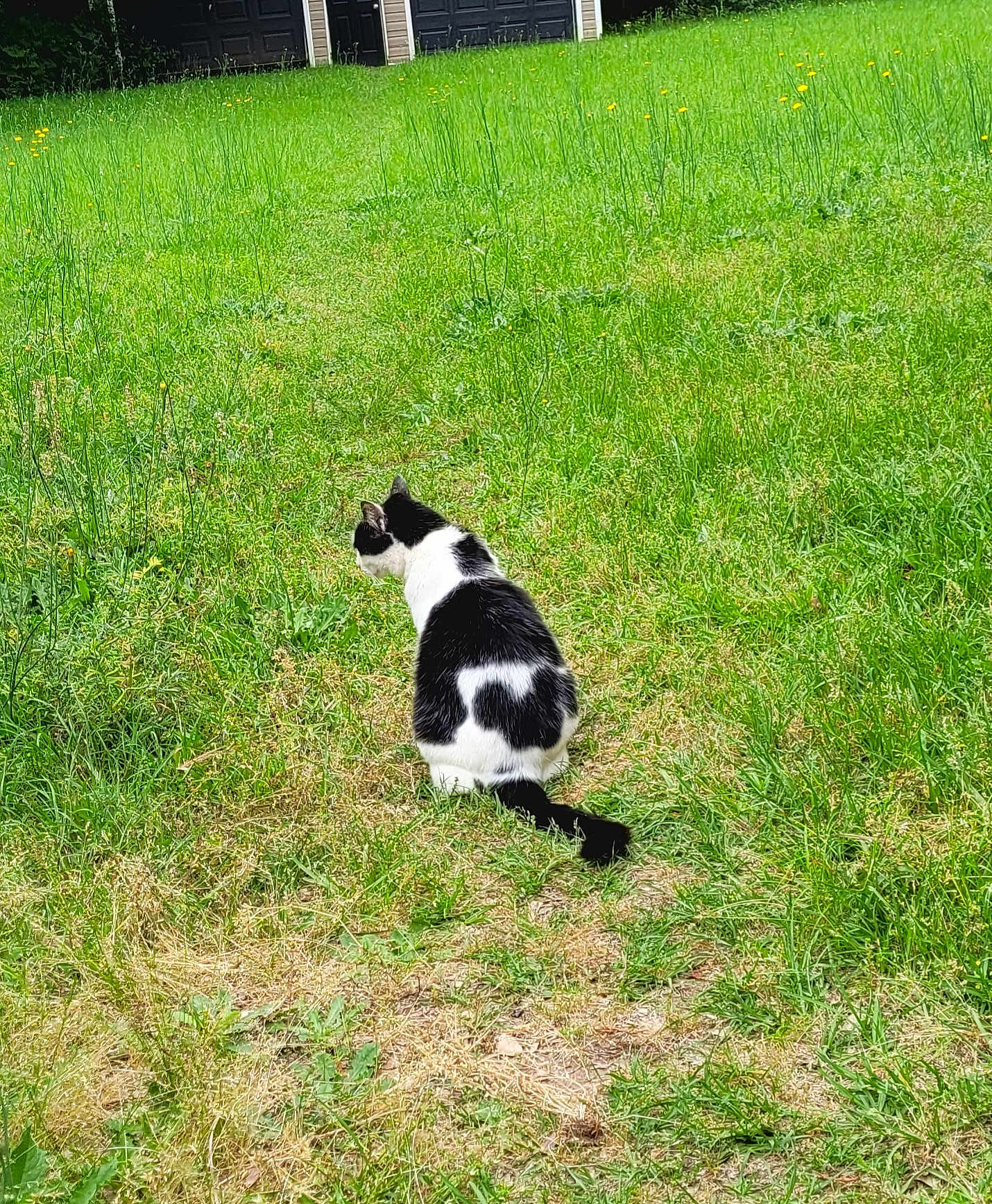 Dottie Pirillo joined the competition — help win amazing prizes! cat, black_and_white, grass, outdoor, nature, wildflowers, path, animal, backyard, greenery, fur, tail, sitting, quiet, daylight, flora, garden, pets, solitude, peaceful