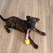 Kilo joined the competition — help win amazing prizes! blue_eye, brindle, brown_eye, close_up, collar, dog, domestic, floor, gaze, heterochromia, indoor, lying_down, paws, pet, playful, puppy, rope_toy, tennis_ball, toy, wooden_floor