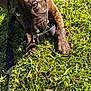 Kilo is registered to the contest to win money with this photo: blue_eye, brindle, brown_eye, canine, chewing, close_up, collar, dog, grass, greenery, leash, nature, outdoors, paws, pet, playful, portrait, puppy, sunlight, young