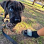 Kilo joined the competition — help win amazing prizes! bench, black_puppy, chewing, close_up, dirt, dog, grass, heterochromia, human_leg, leash, outdoors, park, pine_needles, pinecone, playful, puppy, sandal, sock, sunlight, trees
