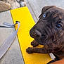blue_eye, brindle_coat, close_up, concrete, curious, dog, leash, looking_up, nose, outdoor, paw, person_leg, portrait, puppy, rocks, sidewalk, sitting, strap, sunlight, yellow_paint