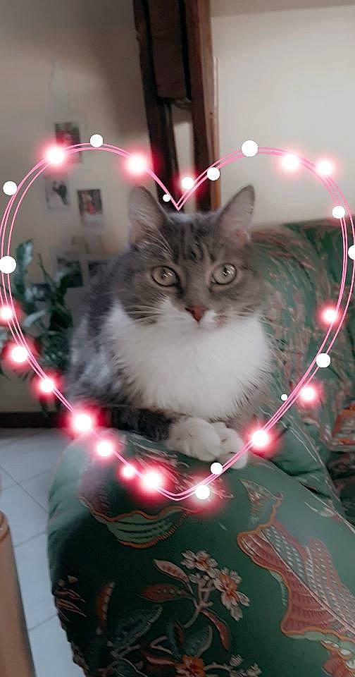 Mystigris a rejoint le concours — aidez-le/la à gagner de superbes lots ! carnivore, cat, christmas, christmas_decoration, christmas_ornament, christmas_tree, darkness, event, felidae, fur, holiday, holiday_ornament, light, lighting, ornament, small_to_medium_sized_cats, snout, whiskers, white, window