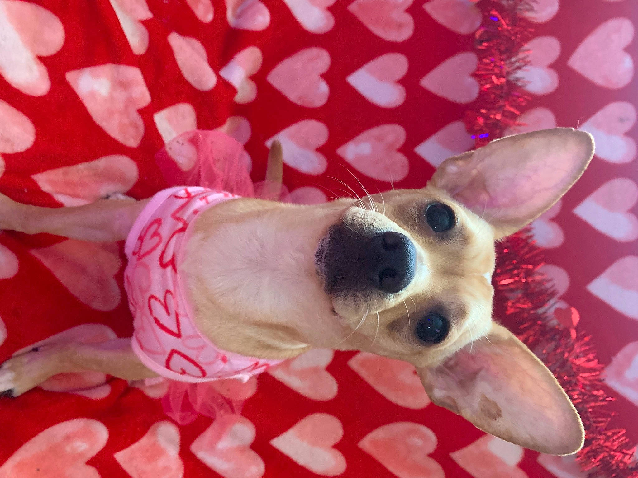 Pup Pup is registered to the contest to win money with this photo: canidae, carnivore, collar, comfort, companion_dog, dog, dog_breed, dog_collar, dog_supply, ear, fawn, fur, pattern, paw, pet_supply, pink, snout, sporting_group, whiskers, working_animal