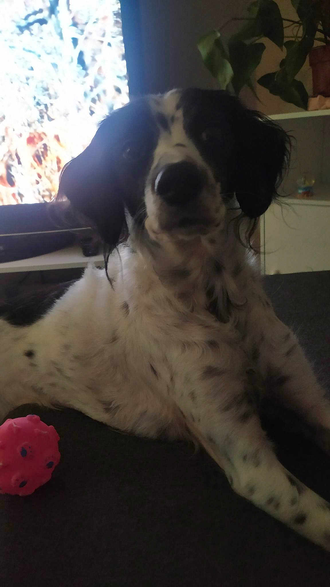Osca