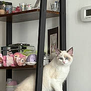 Jelly joined the competition — help win amazing prizes! cat, indoor, plush_toys, shelf, keyboard, white_cat, blue_eyes, curious, furniture, glass_cups, decor, pet, domestic, cozy, animal, feline, soft_toys, metal_frame, home, cute