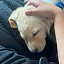 Duke joined the competition — help win amazing prizes! puppy, dog, sleeping, hand, petting, fur, cozy, blanket, seatbelt, car, resting, cute, domestic_animal, animal, young_dog, mammal, indoor, closeup, comfort, relaxation