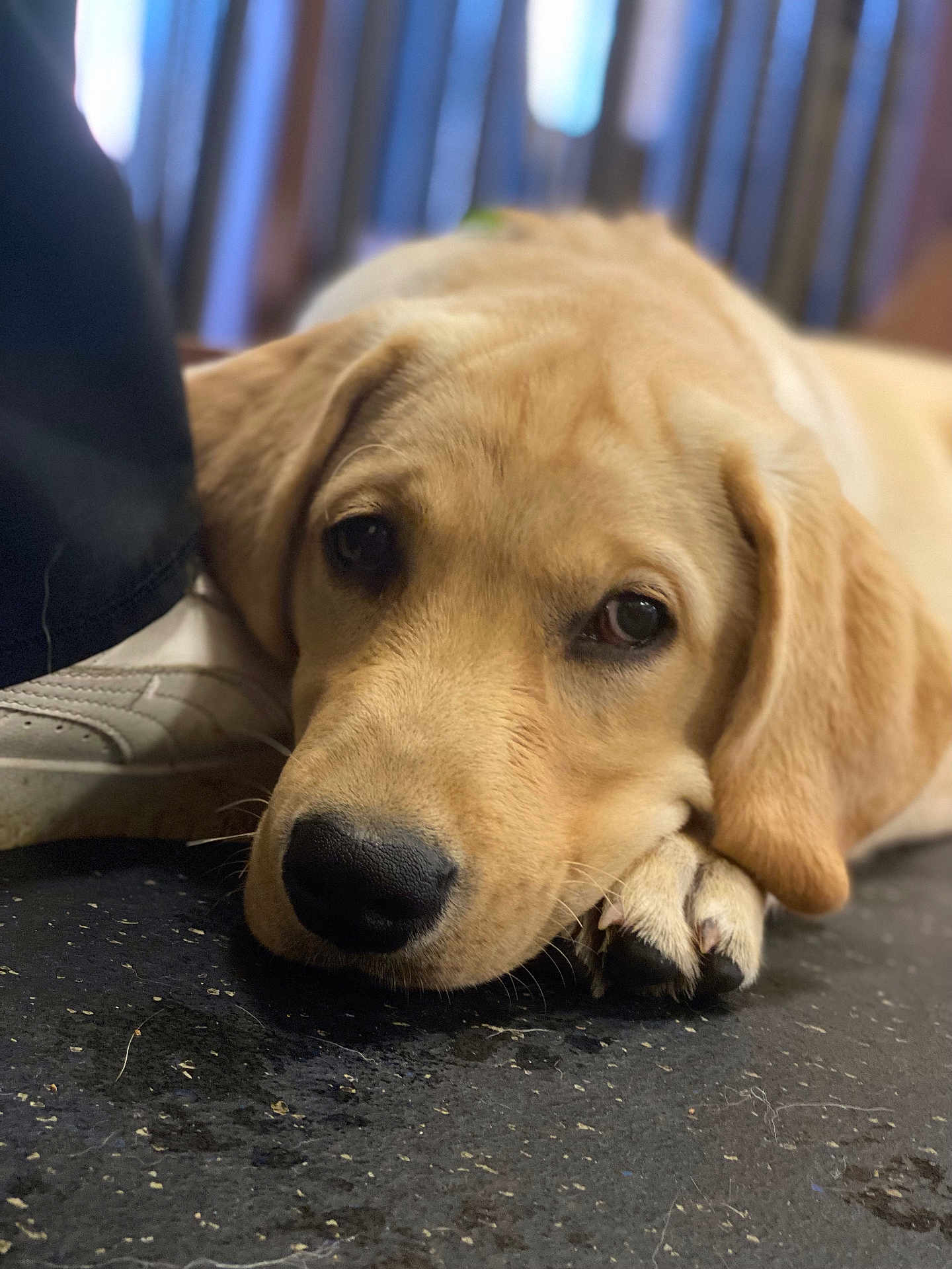 Duke