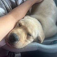 Duke joined the competition — help win amazing prizes! puppy, dog, sleeping, light_fur, blanket, arm, resting, cozy, indoor, soft_light, close_up, pet, young_dog, cute, peaceful, relaxed, human_interaction, comfort, fur, animal