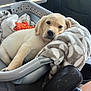 Duke joined the competition — help win amazing prizes! puppy, dog, golden_retriever, laundry_basket, blanket, car_interior, seat, soft_toy, relaxed, cozy, sleepy, pet, animal, cute, indoors, transport, comfort, resting, young_dog, furry