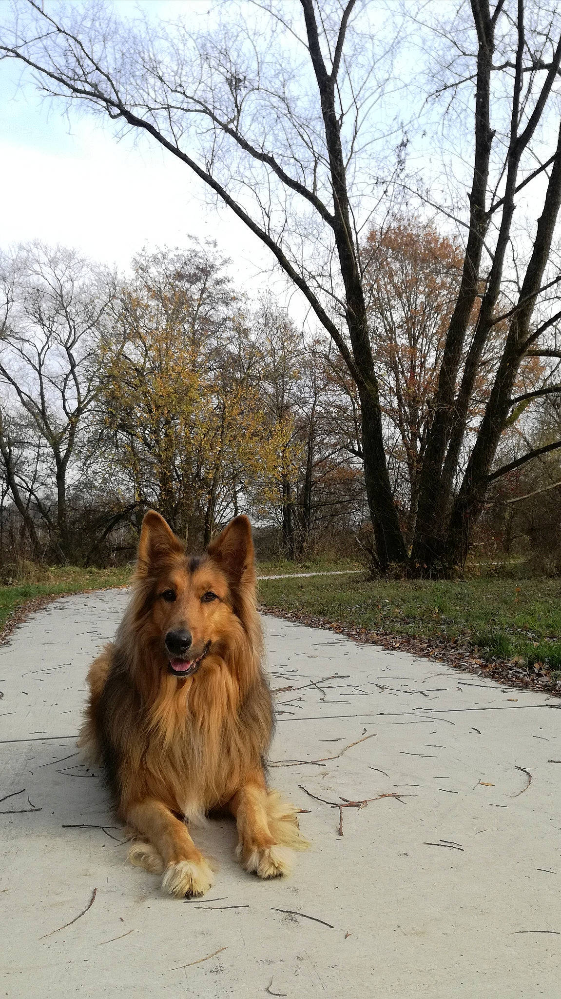Nalou participe au concours pour gagner de l'argent avec cette photo : dog, dog_breed, dog_breed_group, dog_like_mammal, fur, icelandic_sheepdog, plant, pomeranian, shetland_sheepdog, snout, spitz, tree, winter