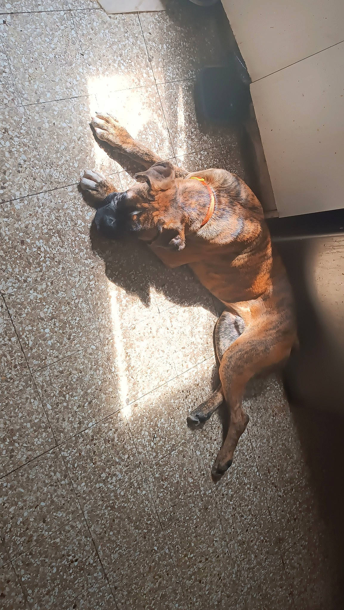 Diesel participe au concours pour gagner de l'argent avec cette photo : amphibian, asphalt, carnivore, claw, dog_breed, fawn, floor, flooring, foot, human_body, human_leg, liver, metal, reptile, road_surface, scaled_reptile, snout, tail, terrestrial_animal, wood