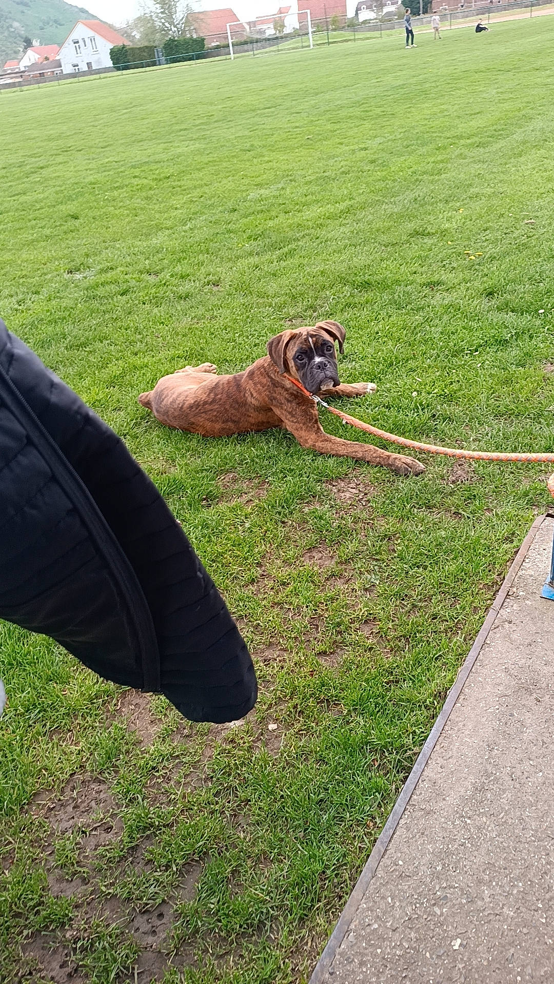 Diesel a rejoint le concours — aidez-le/la à gagner de superbes lots ! carnivore, collar, companion_dog, dog, dog_breed, dog_collar, eyewear, fawn, garden_hose, grass, grassland, landscape, leash, liver, pasture, pet_supply, plant, sporting_group, tail, working_animal