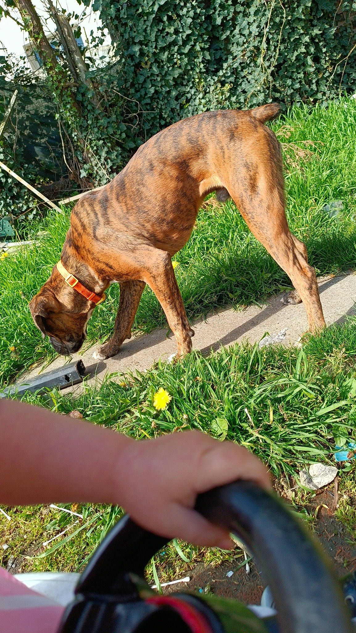 Diesel participe au concours pour gagner de l'argent avec cette photo : barefoot, carnivore, collar, companion_dog, dog, dog_breed, dog_sports, foot, grass, guard_dog, hound, human_leg, liver, plant, sighthound, snout, tail, terrestrial_animal, working_animal, working_dog