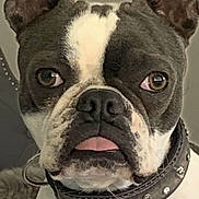 Ruby joined the competition — help win amazing prizes! dog, boston_terrier, close_up, pet, collar, ears, tongue, animal, canine, face, fur, black_and_white, indoor, portrait, cute, looking, expression, domestic_animal, muzzle, whiskers