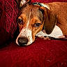 Rosie is registered to the contest to win money with this photo: animal_face, brown, calm, close_up, collar, couch, dog, domestic_animal, ears, fur, indoor, nose, pet, portrait, red, relaxed, resting, sleepy, texture, white
