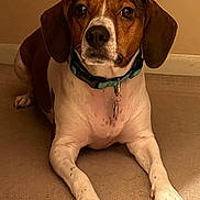 Rosie is registered to the contest to win money with this photo: dog, pet, indoor, collar, tags, carpet, brown, white, ears, paws, animal, canine, lying_down, looking, domestic, cute, fur, nose, front_legs, alert