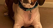 Rosie is registered to the contest to win money with this photo: alert, animal, brown, canine, carpet, collar, cute, dog, domestic, ears, front_legs, fur, indoor, looking, lying_down, nose, paws, pet, tags, white