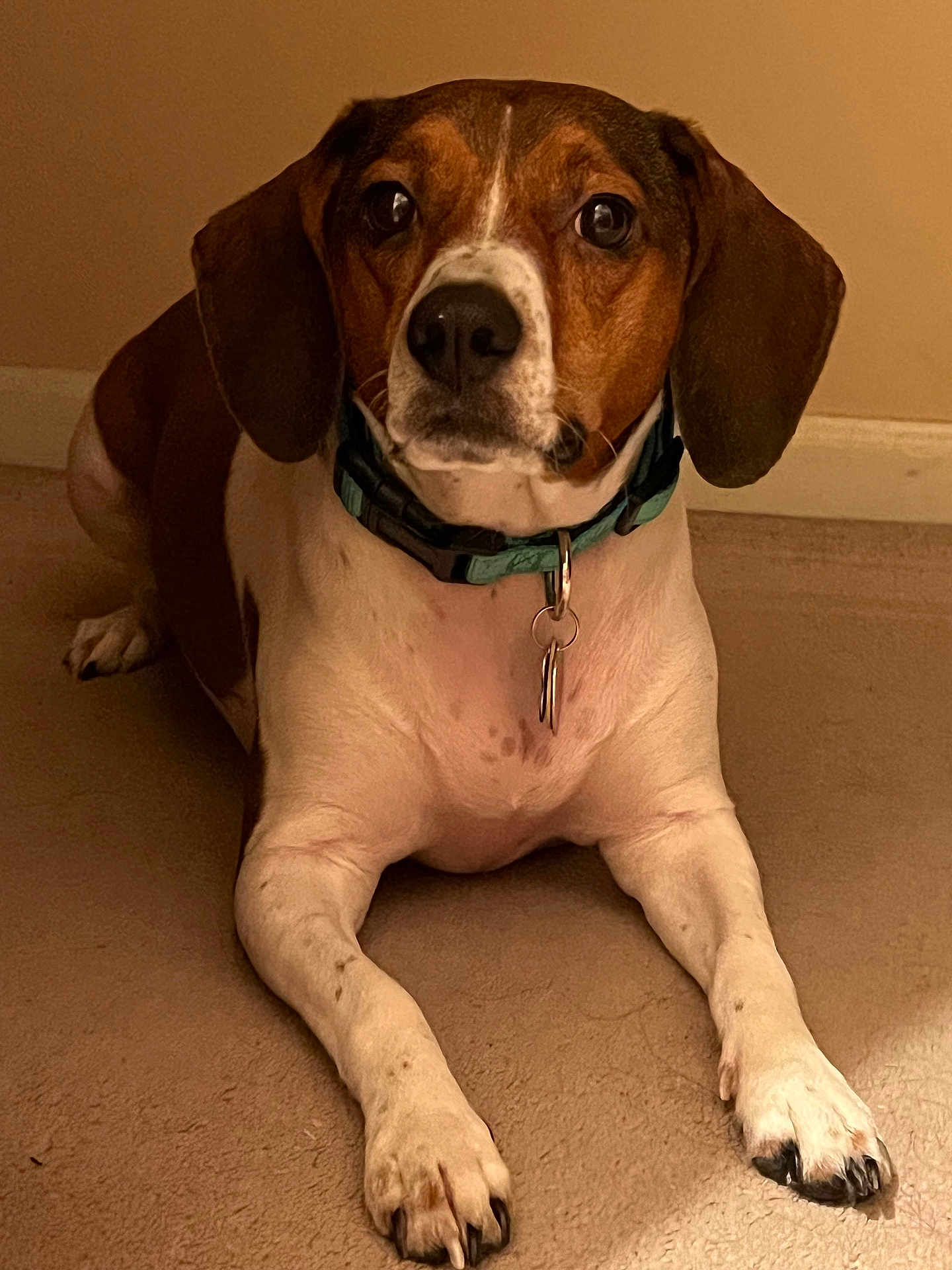 Rosie is registered to the contest to win money with this photo: dog, pet, indoor, collar, tags, carpet, brown, white, ears, paws, animal, canine, lying_down, looking, domestic, cute, fur, nose, front_legs, alert