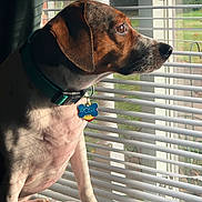 Rosie is registered to the contest to win money with this photo: animal, blinds, brown, canine, collar, curious, dog, domestic, ears, fur, indoor, looking_out, paws, pet, resting, side_profile, sunlight, tag, white, window