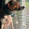 animal, blinds, brown, canine, collar, curious, dog, domestic, ears, fur, indoor, looking_out, paws, pet, resting, side_profile, sunlight, tag, white, window