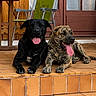 Bella participe au concours pour gagner de l'argent avec cette photo : animal, black_dog, brindle_dog, canine, chair, companions, dog, domestic, friendly, outdoor, panting, pets, porch, relaxed, resting, sunny, tile_floor, tongue_out, two_dogs, wooden_door