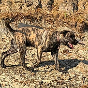 Bella participe au concours pour gagner de l'argent avec cette photo : active, alert, animal, brindle, canine, collar, daylight, dog, dry_vegetation, fur, mammal, nature, outdoor, pet, rocky_terrain, side_view, summer, sunlight, tongue_out, walking