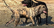 Bella participe au concours pour gagner de l'argent avec cette photo : animal, black_dog, brindle_dog, canine, collar, dog, dogs, happy, nature, outdoor, pets, playful, rocks, side_view, splashing, summer, sunlight, tongue_out, water, wet