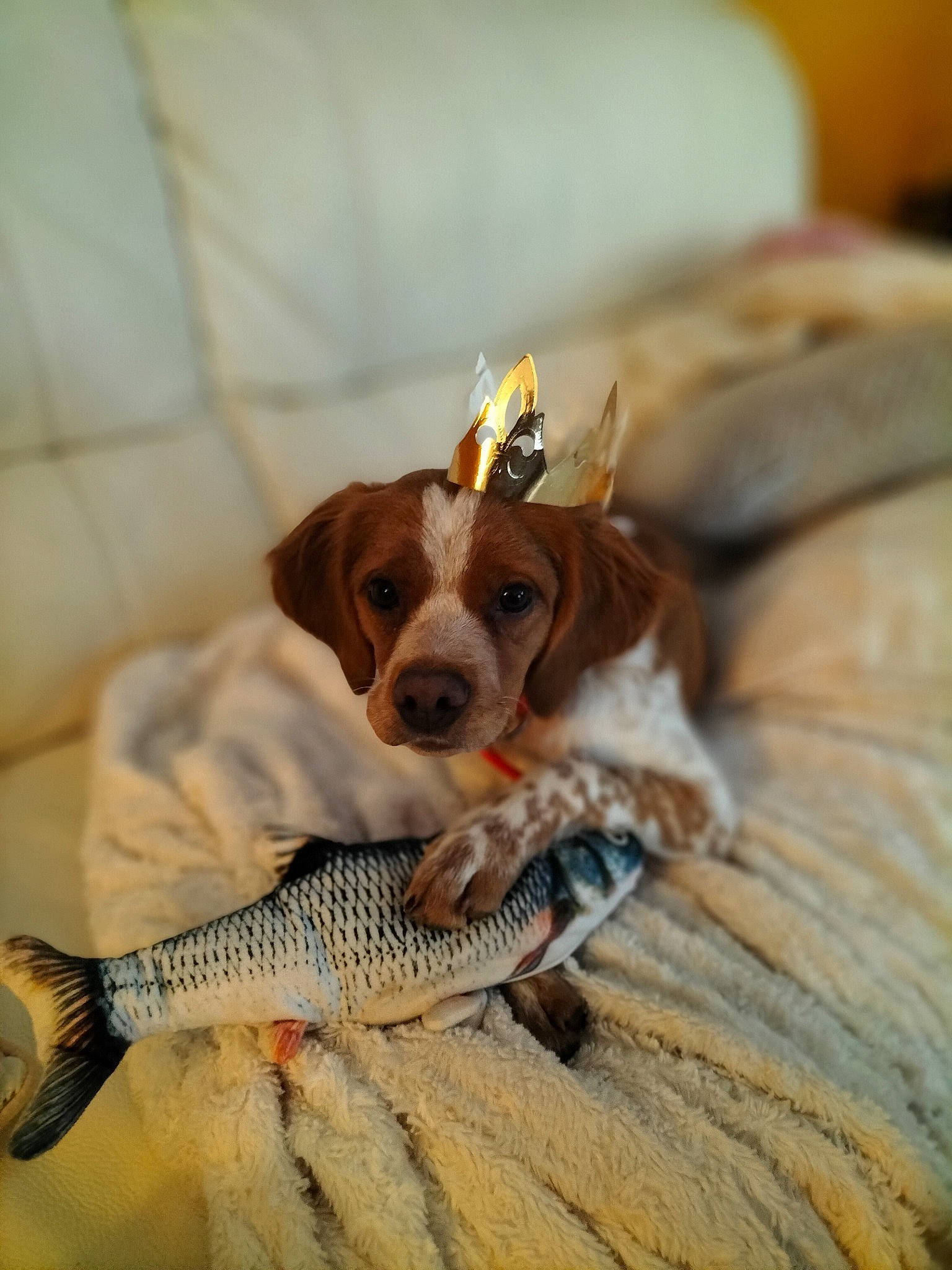 Tessa a rejoint le concours — aidez-le/la à gagner de superbes lots ! beagle, canidae, carnivore, companion_dog, dog, dog_breed, dog_supply, fawn, fish, hound, salmon_like_fish, scent_hound, snout, sporting_group, tail, toy, toy_dog, whiskers, wood, working_animal