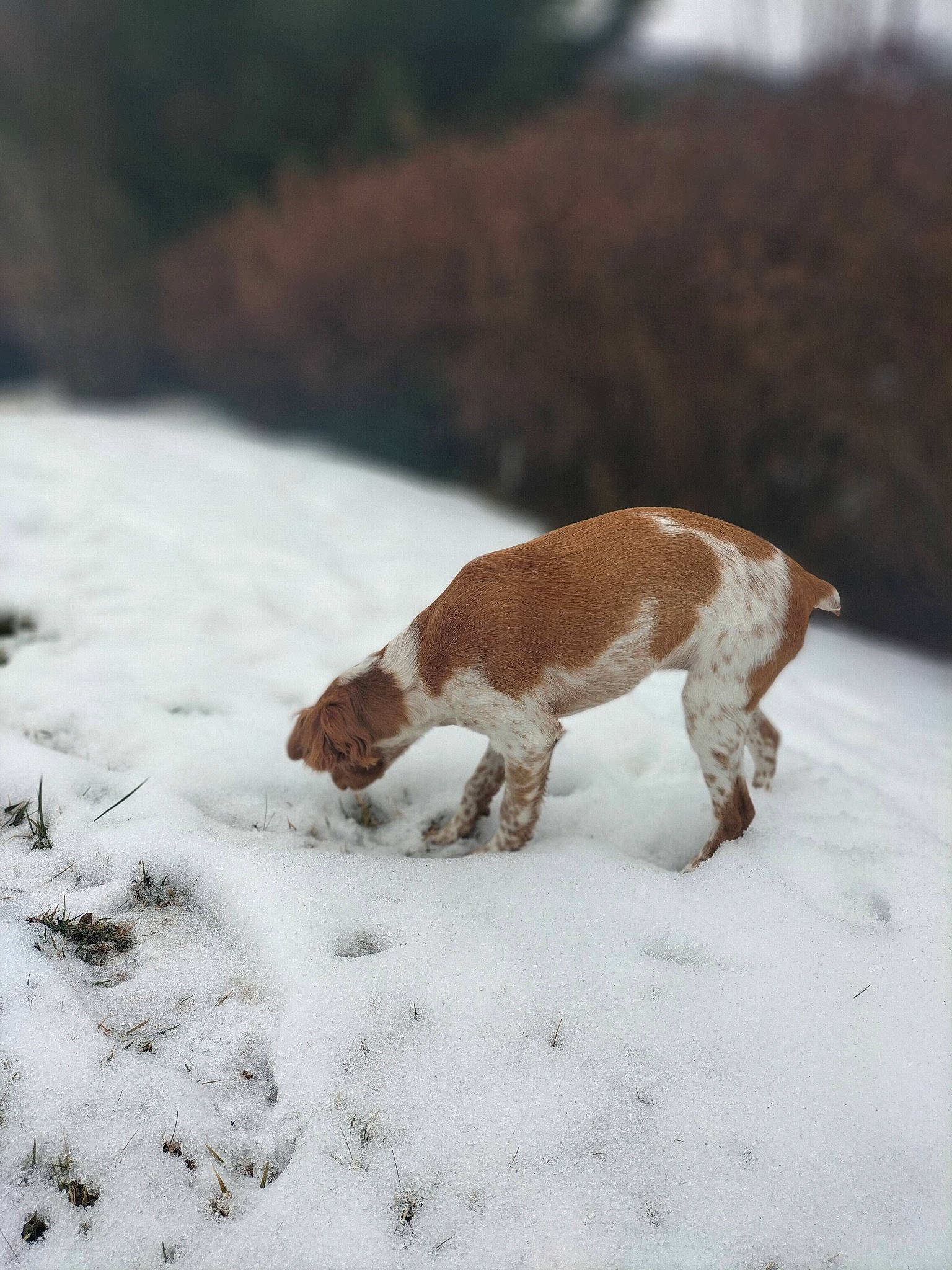 Tessa a rejoint le concours — aidez-le/la à gagner de superbes lots ! canidae, carnivore, dog_breed, fawn, freezing, fur, landscape, natural_landscape, snout, snow, sporting_group, tail, terrestrial_animal, winter, wood