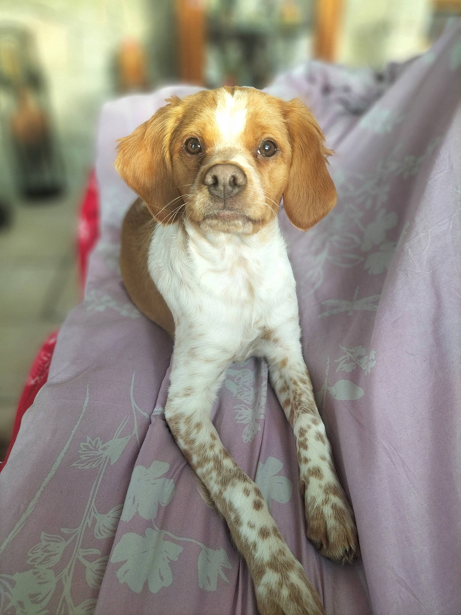 Tessa participe au concours pour gagner de l'argent avec cette photo : canidae, carnivore, companion_dog, dog, dog_breed, fawn, fur, hunting_dog, liver, snout, sporting_group, tail, terrestrial_animal, toy_dog, whiskers, working_animal