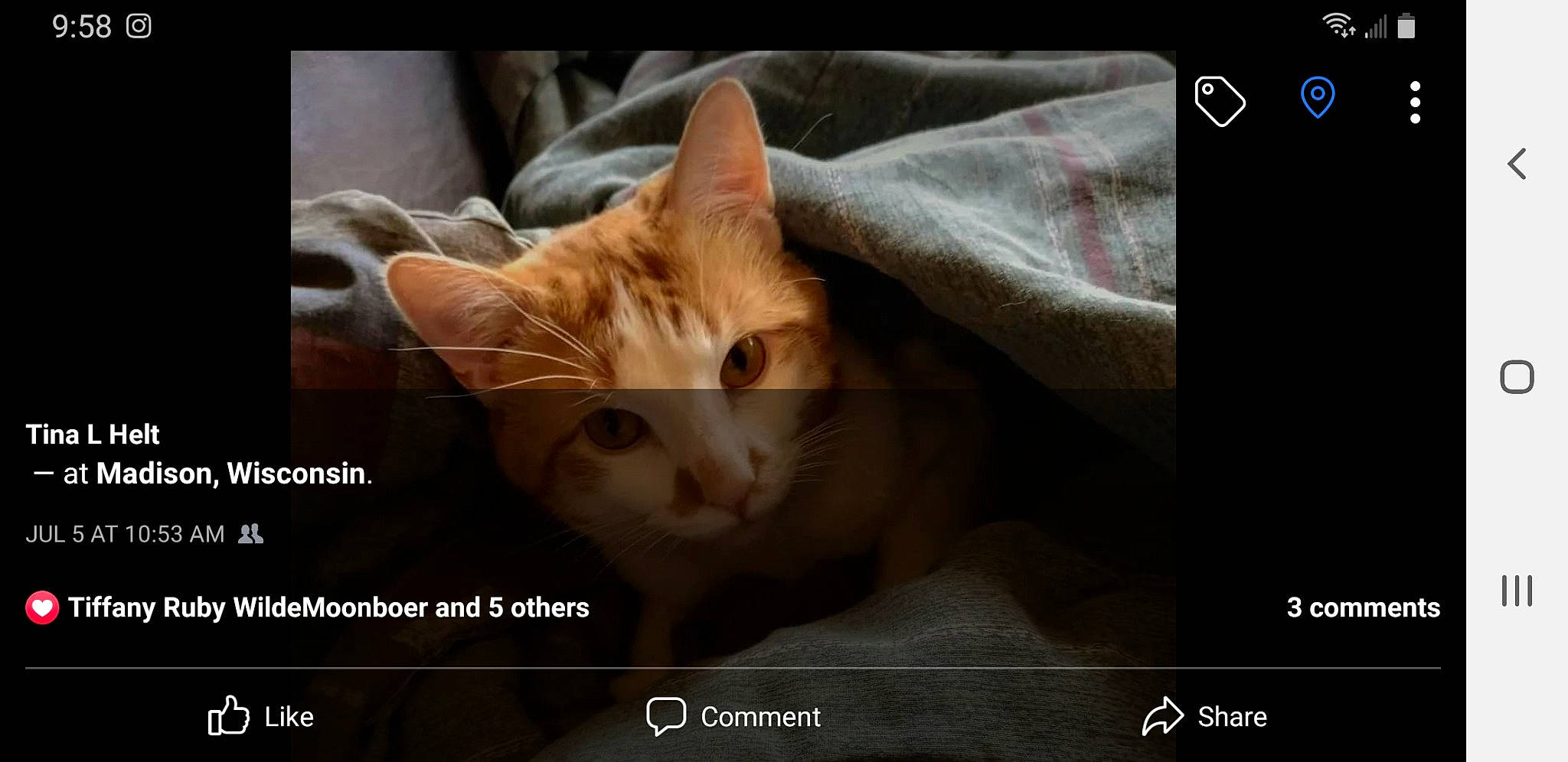 Harley is registered to the contest to win money with this photo: carnivore, cat, claw, comfort, domestic_short_haired_cat, fawn, felidae, font, fur, nap, paw, photo_caption, screenshot, small_to_medium_sized_cats, snout, tail, whiskers, wildlife, wood