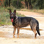 Vaïka a rejoint le concours — aidez-le/la à gagner de superbes lots ! dog, german_shepherd, muddy_puddle, forest, trail, outdoor, animal, canine, tongue_out, ears_up, standing, nature, path, wet, mud, greenery, summer, adventure, pet, happy